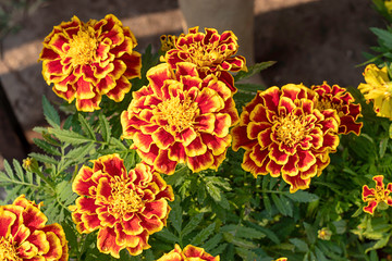 Yellow Marigold  flowers or Tagetes erecta in garden on green leaf background.