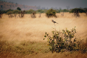 Südlicher gelbschnabeltoko auf einem Baum in der Savanne, Chobe National Park, Botswana