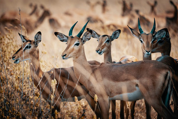 Group of Impala antelopes standing in the high grass of Chobe National Park, Botswana