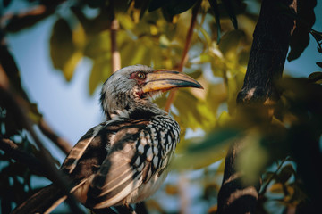 Südlicher gelbschnabeltoko auf einem Baum, Chobe National Park, Botswana