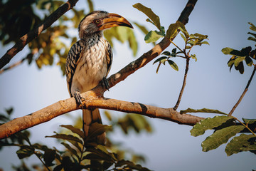 Südlicher gelbschnabeltoko auf einem Baum, Chobe National Park, Botswana