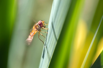 Naklejka premium Helophilus trivittatus - large marsh hoverfly - Große Sumpfschwebfliege