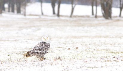 View of a young female of a snowy owl with dark spots of its plumage standing on the meadow covered with snow