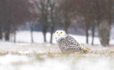 View of a young female of a snowy owl with dark spots of its plumage standing on the meadow covered with snow