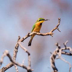 Kleiner Bienenfresser auf einem Ast am Ufer des Kwando River, Caprivi, Namibia