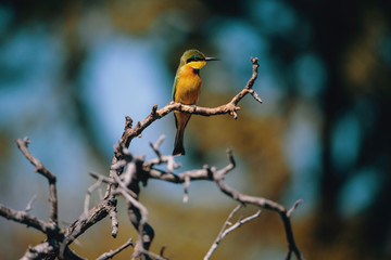 Kleiner Bienenfresser auf einem Ast am Ufer des Kwando River, Caprivi, Namibia