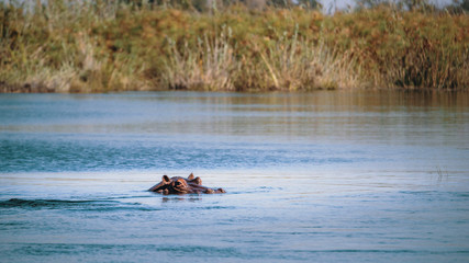 Flusspferd im Kwando River, Caprivi, Namibia