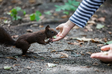 Squirrel in the park