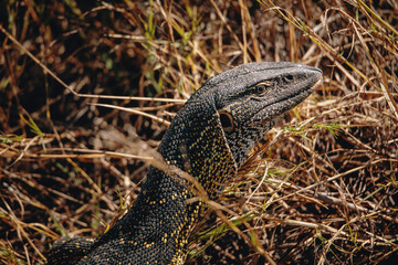 Portrait eines Nilwaran am Ufer des Kwando, Caprivi, Namibia