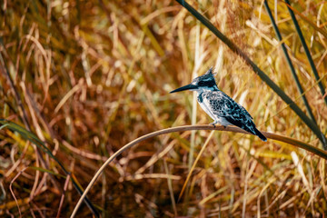 Graufischer (Ceryle rudis) in der Abendsonne am Ufer des Kwando im Schilf sitzend, Caprivi, Namibia