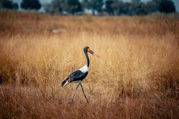 Sattelstorch im hohen Gras laufend, Kwando River, Caprivi, Namibia