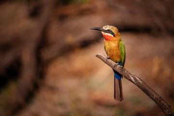 Weißstirnspint (Bienenfresser) auf einem Ast an der Uferböschung des Kwando River, Caprivi, Namibia