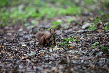 Squirrel in the park