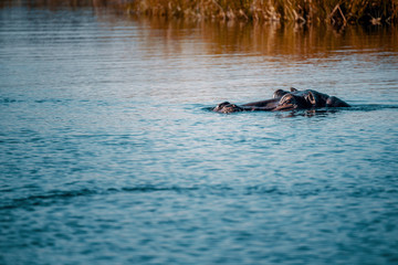 Fototapeta premium Flusspferd im Kwando River, Caprivi, Namibia