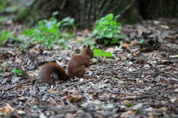 Squirrel in the park