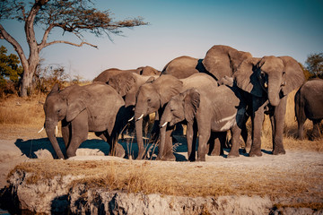 Gruppe Elefanten am Kwando River bei Sonnenuntergang, Caprivi, Namibia