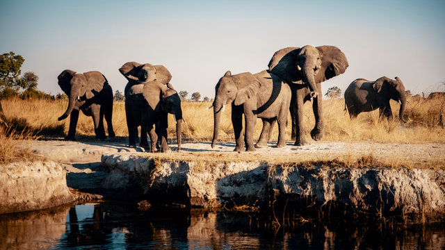 Gruppe aufgeregter Elefanten am Ufer des Kwando River bei Sonnenuntergang, Caprivi, Namibia