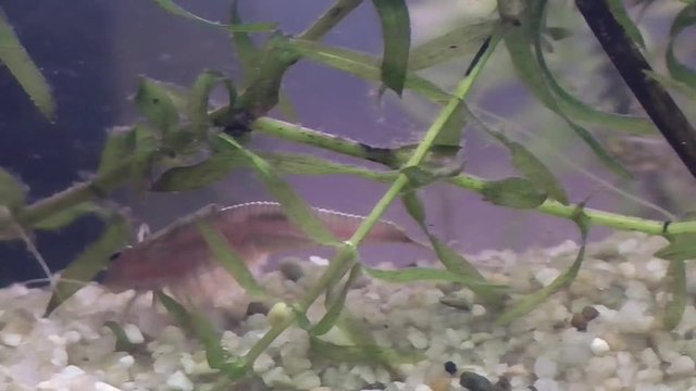 Urzeitkrebs Triops longicaudatus