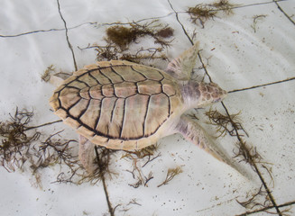 Albino turtle in captivity