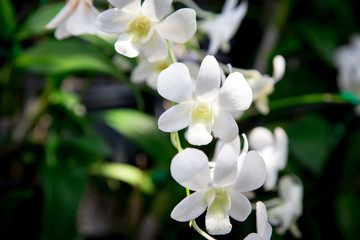 Beautiful red orchid flower growing in the garden on a background of other flowers. For use in a postcard, advertising. Thailand. Background for social networks. Natural spring background.
