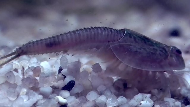 Urzeitkrebs Triops longicaudatus