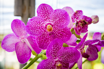 Fototapeta premium Beautiful red orchid flower growing in the garden on a background of other flowers. For use in a postcard, advertising. Thailand. Background for social networks. Natural spring background.