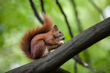 Naklejka na ściany i meble The squirrel eats a nut on the tree