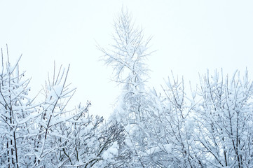 Bare branches of a deciduous tree covered with snow and ice crystals, winter background.