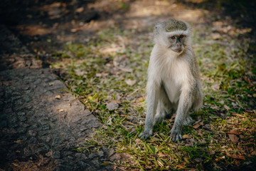 Grüne Meerkatze im Park bei den Victoriafällen, Simbabwe