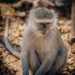 Grüne Meerkatze im Park bei den Victoriafällen, Simbabwe