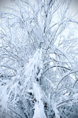 Bare branches of a deciduous tree covered with snow and ice crystals, winter background.