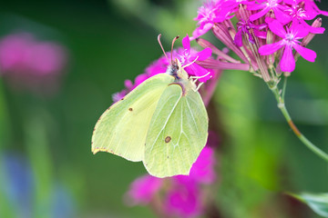 Gonepteryx rhamni - common brimstone butterfly - Zitronenfalter