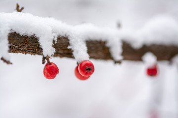 Dammeri fruits in winter scenne
