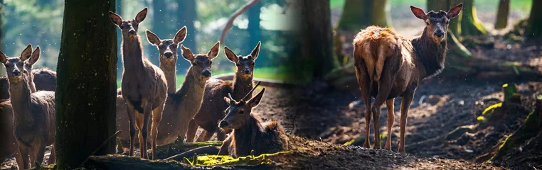 Fototapeten red deers in a forest © Vera Kuttelvaserova