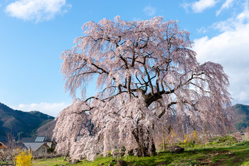 信州高山村の桜 © 宣彦 阿部