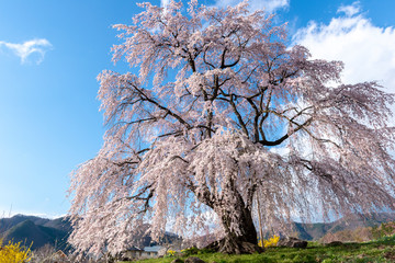 信州高山村の桜 © 宣彦 阿部