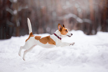 Dog breed Jack Russell Terrier runs through a snowy forest