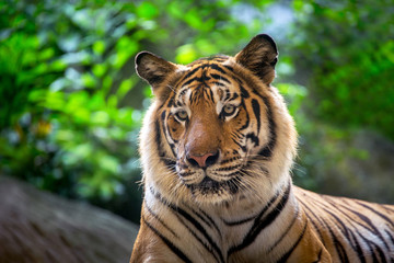 Indochinese tiger are resting in an atmosphere of wild nature.