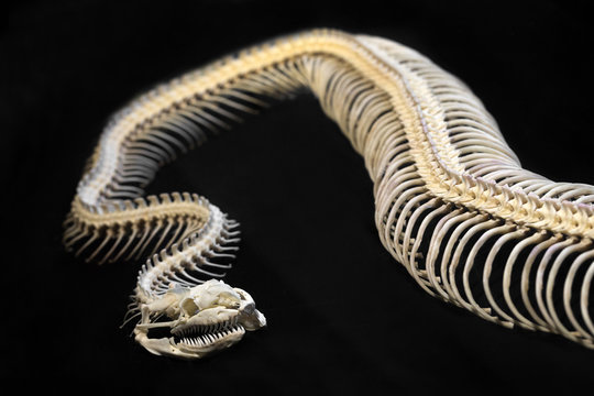 Skeletal python on black background.