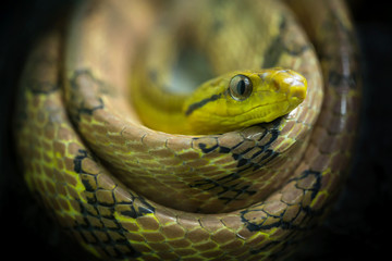 Colorful and looks of  Dog-toothed Cat Snake (Boiga cynodon).