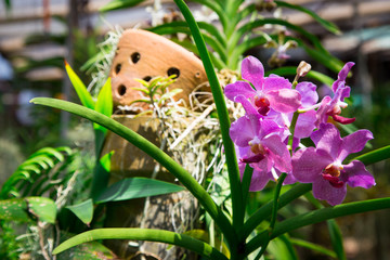 Beautiful red orchid flower growing in the garden on a background of other flowers. For use in a postcard, advertising. Thailand. Background for social networks. Natural spring background.