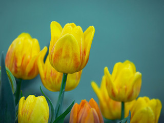 Obraz premium Yellow tulips in the park.