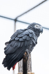 Perroquet gris du Gabon