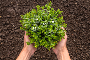 Smart farming with IoT, futuristic agriculture concept, cultivating ecological agricultural  using innovative technologies