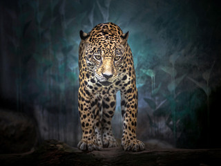 Jaguar stands in the midst of the natural forest.