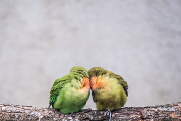 Couple d'oiseaux inséparables