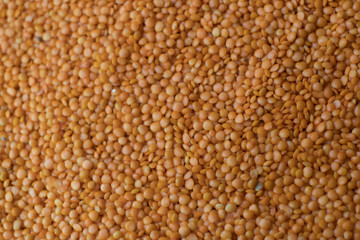 Red or orange lentils background. Group of lentils.