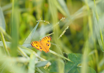 Orange butterfly on the grass Insect animal
