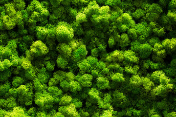 top view green moss for background texture close up