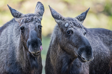 Alces alces - Moose - close up in the detail